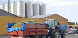 La campaña de vendimia 2020 está en pleno auge en Daimiel