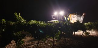 Preocupación en cooperativa El Progreso por el bajo precio de la uva