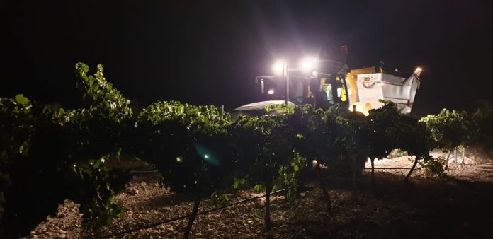 vendimia nocturna el progreso