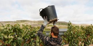La vendimia vuelve a salvar el empleo en Castilla-La Mancha vendimia
