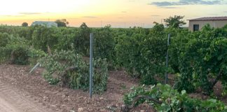 Agricultor denuncia delito de daños en su viña por 12.900 euros