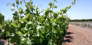 Investigadas dos empresas y sus administradores por captaciones masivas e ilegales de agua en Castilla-La Mancha viñas