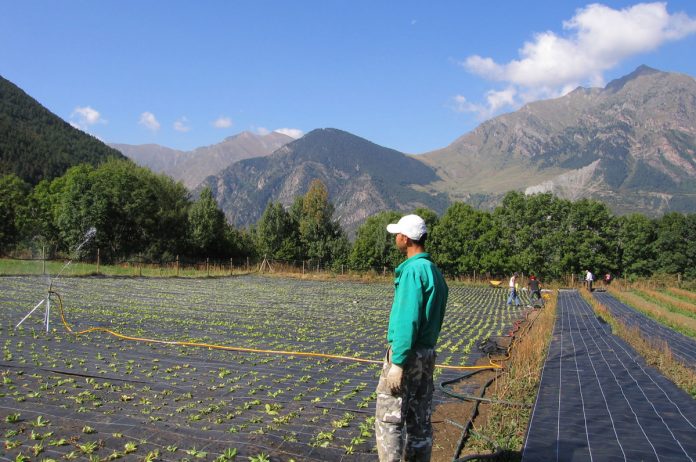 141128 Agricultura_tcm30-269197