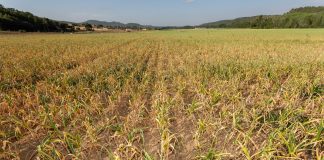 ¿Qué cultivo manchego ha incrementado su exportación en un 300%? ajos