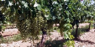 Corrobora que cubierta vegetal espontánea en viñedos contribuye a viticultura sostenible