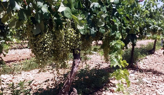 ElProgreso_Uvas1