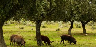 Urge medidas de apoyo para el sector del cerdo ibérico