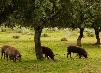 Urge medidas de apoyo para el sector del cerdo ibérico