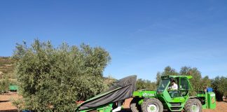 El precio de la aceituna en origen se acerca a los 2 euros/kilo recolección aceituna