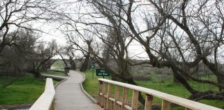 Patronato de Tablas de Daimiel alerta de la grave situación del Parque Nacional y pide trasvase urgente Tablas de Daimiel