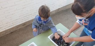 La vendimia vuelve otro año más al colegio ‘Félix Grande’