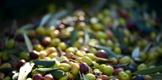 ¿A cuánto se está pagando realmente la aceituna a los agricultores? aceitunas