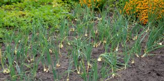 Preocupación en el sector del ajo por la pérdida de competitividad de la producción europea ajos