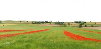Creando red para para la conservación del paisaje agrario