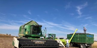 ASAJA Cuenca rechaza actitud hacia agricultores de empresas que compran girasol