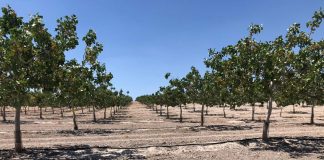 19,2 millones para productores de frutos de cáscara afectados por la sequía pistachos