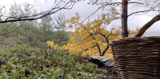 Aboga por recogida de setas sostenible y destaca su potencial socioeconómico