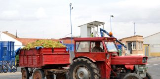 Ajustan las previsiones de la vendimia a entre 22,5-23 millones de hectolitros de vino y mosto vendimia