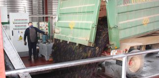 Siguen las limitaciones de kilos por hectárea en la vendimia de Castilla-La Mancha