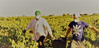 Los salarios en el campo subieron un 2,45 % de media en 2021 vendimia