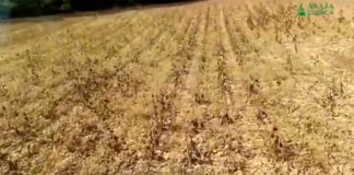 Vídeo. Los venados siguen comiéndose las cosechas de Cuenca