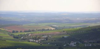 Viñedos rodeados de paisajes naturales pueden reducir notablemente brotes de plagas