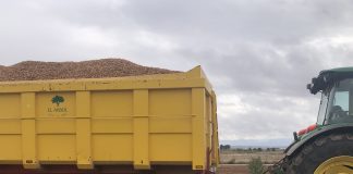 Largueta y Marcona, variedades de almendra con precios al alza