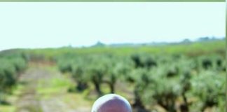 Los exportadores de almendra reeligen a Ferré como presidente de Almendrave