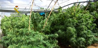 La Guardia Civil desmantela un entramado empresarial destinado al cultivo de marihuana ilegal como si fuese cultivo de semillas y fibra cannabis