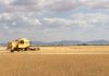 ASAJA anuncia movilizaciones contra las restricciones de cosechado de cereal por calor Mercado de cereales a la baja