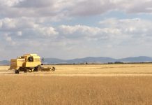 ASAJA anuncia movilizaciones contra las restricciones de cosechado de cereal por calor Mercado de cereales a la baja