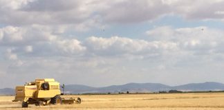 Flexibilizan las medidas de cosechado de cereal con calor extremo en Castilla-La Mancha Mercado de cereales a la baja