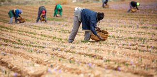 El alza de Salario Mínimo Interprofesional (SMI) llega al 40 por ciento de trabajadores del campo recolección