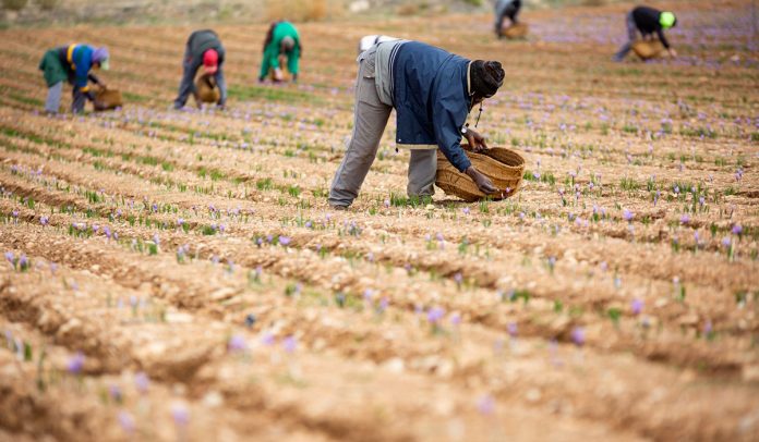 DOPAzafrándeLaMancha_recolección distancia seguridad