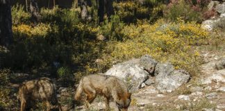 Piden ampliar las indemnizaciones por ataques de lobos por los daños morales a ganaderos lobos