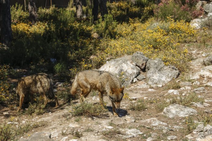 lobos