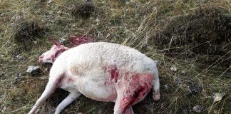 Al menos 24 animales muertos por ataques de lobos y buitres