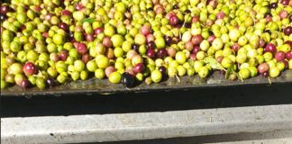 Cooperativa El Progreso recogerá 8 millones de kilos de aceituna