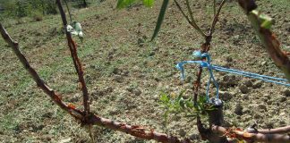 Albacete, primera provincia española en la suscripción del seguro de almendro