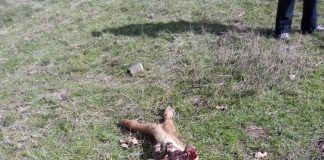 Los ataques de los lobos al ganado continúan en Guadalajara