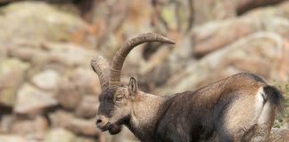 Estudiarán la población de cabra montés en el Valle de Alcudia