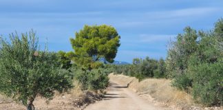Arreglados 17 kilómetros de caminos en Almonacid de Zorita (Guadalajara)