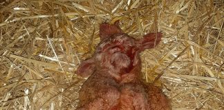 Extraño parto de una oveja en una ganadería de La Mancha