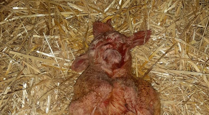 Extraño parto de una oveja en una ganadería de La Mancha