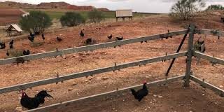Vídeo: Gallina Negra Castellana en Granja La Barja La Barja