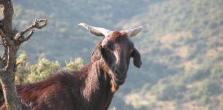 Convenio el para desarrollo de la raza caprina Negra Serrana Castiza