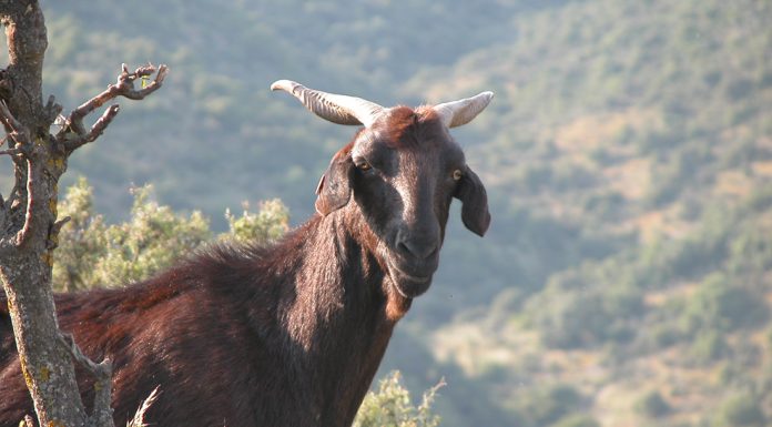 Convenio el para desarrollo de la raza caprina Negra Serrana Castiza