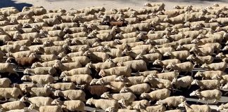 3.000 ovejas de la familia Belenchón cruzando Ruidera en plena trashumancia