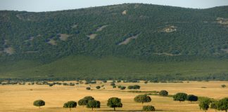 Parque de Cabañeros, incertidumbre sobre el fin de la caza