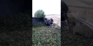 VÍDEO: Vuelco de remolque cargado de aceitunas